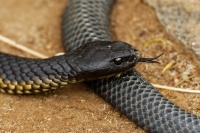 Pakobra paskovana - Notechis scutatus - Tiger snake 7898